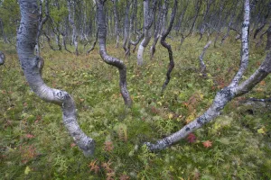 Boreal Silver birch (Betula verrucosa) forest, Sarek National Park, Laponia World Heritage Site Boreal Silver birch (Betula verrucosa) forest, Sarek National Park, Laponia World Heritage Site