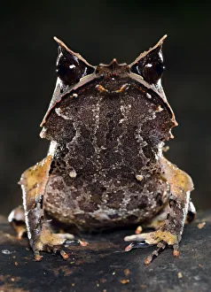 Bornean horned frog (Megophrys nasuta) on forest floor. Danum Valley, Sabah, Borneo Bornean horned frog (Megophrys nasuta) on forest floor. Danum Valley, Sabah, Borneo
