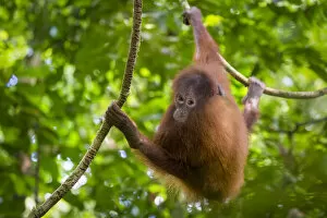Hominoidea Gallery: Bornean Orang-utan juvenile (Pongo pygmaeus wurmbii), Danum Valley, Sabah, Borneo