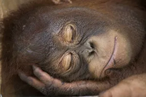 Bornean orangutan (Pongo pygmaeus) juvenile sleeping peacefully, Nyaru Menteng Care Centre Bornean orangutan (Pongo pygmaeus) juvenile sleeping peacefully, Nyaru Menteng Care Centre