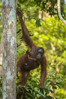 Images Dated 25th August 2014: Bornean orangutan (Pongo pygmaeus) mother and infant climbing trees, Tanjung Puting National Park