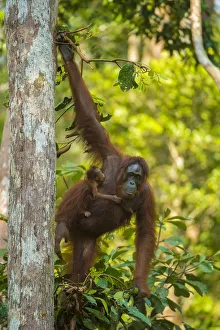 Images Dated 25th August 2014: Bornean orangutan (Pongo pygmaeus) mother and infant climbing trees, Tanjung Puting National Park