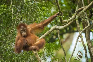 Bornean orangutan (Pongo pygmaeus) baby in tree, Tanjung Puting National Park, Borneo-Kalimatan Bornean orangutan (Pongo pygmaeus) baby in tree, Tanjung Puting National Park, Borneo-Kalimatan