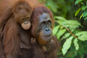 Bornean orangutan (Pongo pygmaeus) mother and babies, Tanjung Puting National Park Bornean orangutan (Pongo pygmaeus) mother and babies, Tanjung Puting National Park