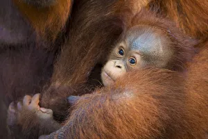 Bornean orangutan (Pongo pygmaeus) mother and baby, Tanjung Puting National Park Bornean orangutan (Pongo pygmaeus) mother and baby, Tanjung Puting National Park