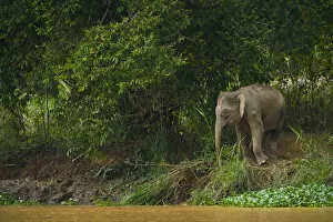 Images Dated 27th April 2007: Bornean pygmy forest elephant (Elephas maximus borneensis) browsing beside water