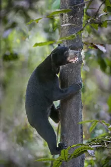 Images Dated 23rd June 2014: Bornean sun bear (Helarctos malayanus euryspilus) climbing tree at Bornean Sun Bear