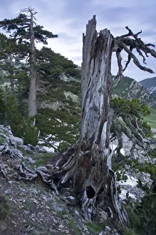 Bosinian pine (Pinus leucodermis) dead trunk, Pollino National Park, Basilicata, Italy Bosinian pine (Pinus leucodermis) dead trunk, Pollino National Park, Basilicata, Italy