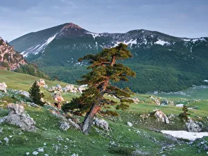Bosnian pine (Pinus leucodermis / heldreichii) in rock strewn landscape Bosnian pine (Pinus leucodermis / heldreichii) in rock strewn landscape
