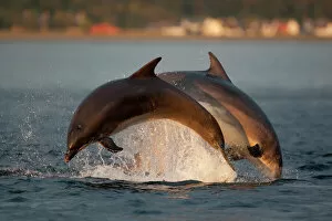 Behaviour Gallery: Bottlenose dolphin (Tursiops truncatus) two breaching in evening light, Moray Firth