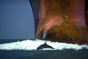 Bottlenose dolphin (Tursiops truncatus) playing in the waves of an oil tanker Bottlenose dolphin (Tursiops truncatus) playing in the waves of an oil tanker