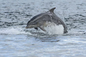 Breaches Gallery: Bottlenose dolphin (Tursiops truncatus) porpoising, Moray Firth, Highlands, Scotland, UK