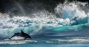 Images Dated 11th June 2012: Bottlenose Dolphin (Tursiops truncatus) mother and calf porpoising during annual Sardine run