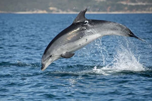 Breaches Gallery: Bottlenose dolphin (Tursiops truncatus) porpoising, Sado Estuary, Portugal. October