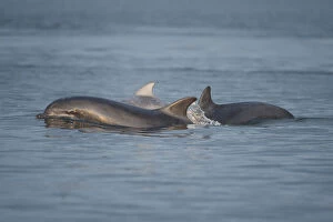 Bottlenose dolphin (Tursiops truncatus) group surfacing in evening light, Moray Firth