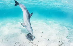Bottlenose dolphin (Tursiops truncatus) underwater rubbing herself on a sponge off Bottlenose dolphin (Tursiops truncatus) underwater rubbing herself on a sponge off