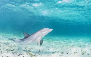 Bottlenose dolphin (Tursiops truncatus) underwater playing in the shallows off Eleuthera Bottlenose dolphin (Tursiops truncatus) underwater playing in the shallows off Eleuthera
