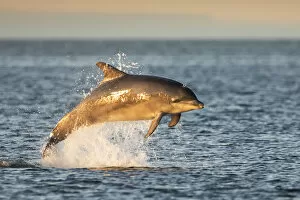 Breaches Gallery: Bottlenose dolphin (Tursiops truncatus) breaching, Moray Firth, Scotland, UK, July