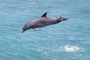 Bottlenose Dolphin (Tursiops truncatus) leaping, Curacao, Netherland Antilles, Caribbean Bottlenose Dolphin (Tursiops truncatus) leaping, Curacao, Netherland Antilles, Caribbean