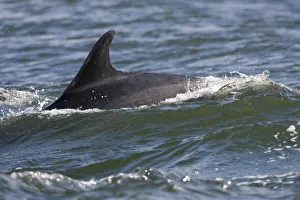 Bottlenose dolphin (Tursiops truncatus) surfacing, fin showing distinctive identifying Bottlenose dolphin (Tursiops truncatus) surfacing, fin showing distinctive identifying