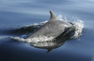 Bottlenose dolphin (Tursiops truncatus) surfacing, off the Lleyn Peninsula, North Wales Bottlenose dolphin (Tursiops truncatus) surfacing, off the Lleyn Peninsula, North Wales