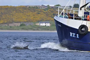 Bottlenosed dolphin (Tursiops truncatus) bow riding fishing boat, Moray Firth Bottlenosed dolphin (Tursiops truncatus) bow riding fishing boat, Moray Firth