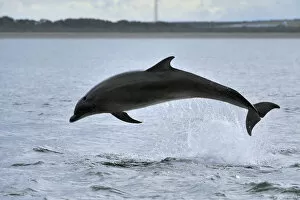 Images Dated 19th June 2008: Bottlenosed dolphin (Tursiops truncatus) jumping, Moray Firth, Nr Inverness, Scotland