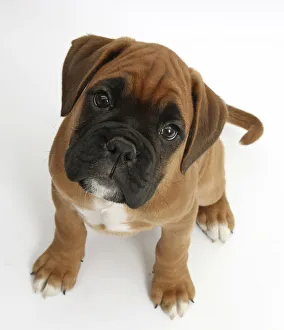 Boxer puppy, Boris, 12 weeks, sitting and looking up, against white background Boxer puppy, Boris, 12 weeks, sitting and looking up, against white background