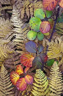 Images Dated 16th January 2013: Bramble leaves (Rubus plicatus) and Bracken fronds (Pteridium sp) changing colour in autumn