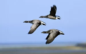 Wadden Sea Gallery: Brent geese (Branta bernicla) flying, Hallig Hooge, Germany, April 2009