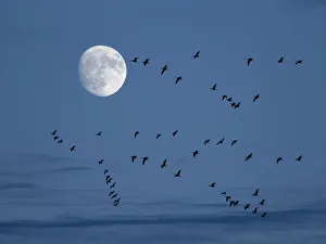 Brent Gallery: Brent geese (Branta bernicla) flying with moon, Titchwell, Norfolk, UK, December