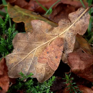 The brick moth (Agrochola circellaris) camouflaged on falled oak leaf, Annagarriff Wood NNR The brick moth (Agrochola circellaris) camouflaged on falled oak leaf, Annagarriff Wood NNR