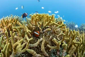 Bridled anemonefish (Amphiprion frenatus) in a Bulb-tenacle sea anemone Bridled anemonefish (Amphiprion frenatus) in a Bulb-tenacle sea anemone