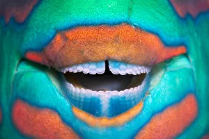 Bridled parrotfish (Scarus frenatus) clownish grin reveals its power tools: grinding Bridled parrotfish (Scarus frenatus) clownish grin reveals its power tools: grinding
