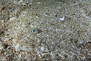 Brill (Scophthalmus rhombus) camouflaged on seabed, Channel Islands, UK, July Brill (Scophthalmus rhombus) camouflaged on seabed, Channel Islands, UK, July
