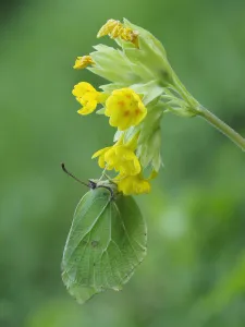 Brimstone butterfly (Goneopteryx rhamni) male roosting on Cowslip (Primula veris Brimstone butterfly (Goneopteryx rhamni) male roosting on Cowslip (Primula veris