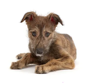 Brindle Lurcher dog puppy lying head up Brindle Lurcher dog puppy lying head up