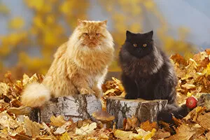 Images Dated 23rd October 2009: British Longhair Cats, tomcats, black and red coated (Highlander, Lowlander, Britannica)