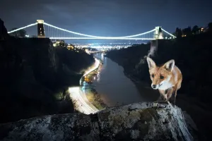 Avon Gorge Red fox vixen Print
