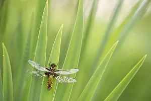 Broad bodied chaser dragonfly (Libellula depressa), newly emerged, resting on reeds Broad bodied chaser dragonfly (Libellula depressa), newly emerged, resting on reeds