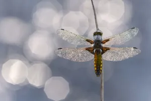 Broad bodied chaser dragonfly (Libellula depressa) covered in dew backlit against water Broad bodied chaser dragonfly (Libellula depressa) covered in dew backlit against water