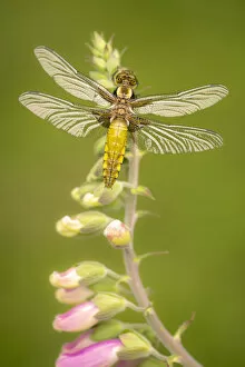 Broad-bodied chaser dragonfly (Libellula depressa) juvenile resting on foxglove