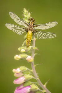 Broad-bodied chaser dragonfly (Libellula depressa) juvenile resting on foxglove Broad-bodied chaser dragonfly (Libellula depressa) juvenile resting on foxglove