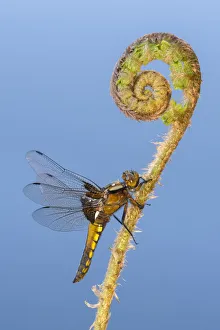 Broad-bodied chaser (Libellula depressa) dragonfly resting on an uncurling fern Broad-bodied chaser (Libellula depressa) dragonfly resting on an uncurling fern