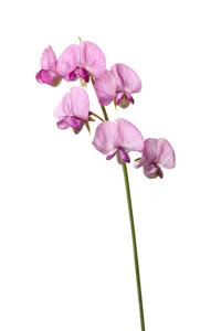 Broad leaved everlasting pea (Lathyrus latifolius) in flower, Queyras, France, June 2009 Broad leaved everlasting pea (Lathyrus latifolius) in flower, Queyras, France, June 2009