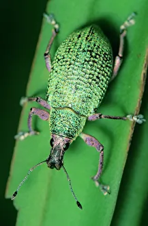 January 2023 Highlights Gallery: Broad-nosed weevil (Exophthalmus opulentus) on leaf. Los Tuxtlas Biosphere Reserve, Mexico