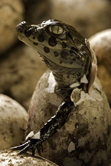 Latirostris Collection: Broad snouted caiman (Caiman latirostris) hatching from egg in nest, Sante Fe, Argentina