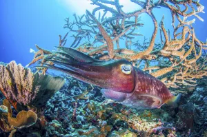 Broadclub cuttlefish (Sepia latimanus) over pristine coral reef, Kimbe Bay Broadclub cuttlefish (Sepia latimanus) over pristine coral reef, Kimbe Bay