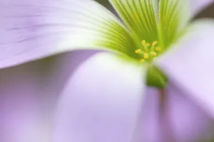 January 2023 Highlights Gallery: Broadleaf woodsorrel (Oxalis latifolia) in flower, close up. Milpa Alta forest