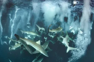 Bronze whaler shark (Carcharhinus brachyurus) group feeding alongside Cape gannet Bronze whaler shark (Carcharhinus brachyurus) group feeding alongside Cape gannet